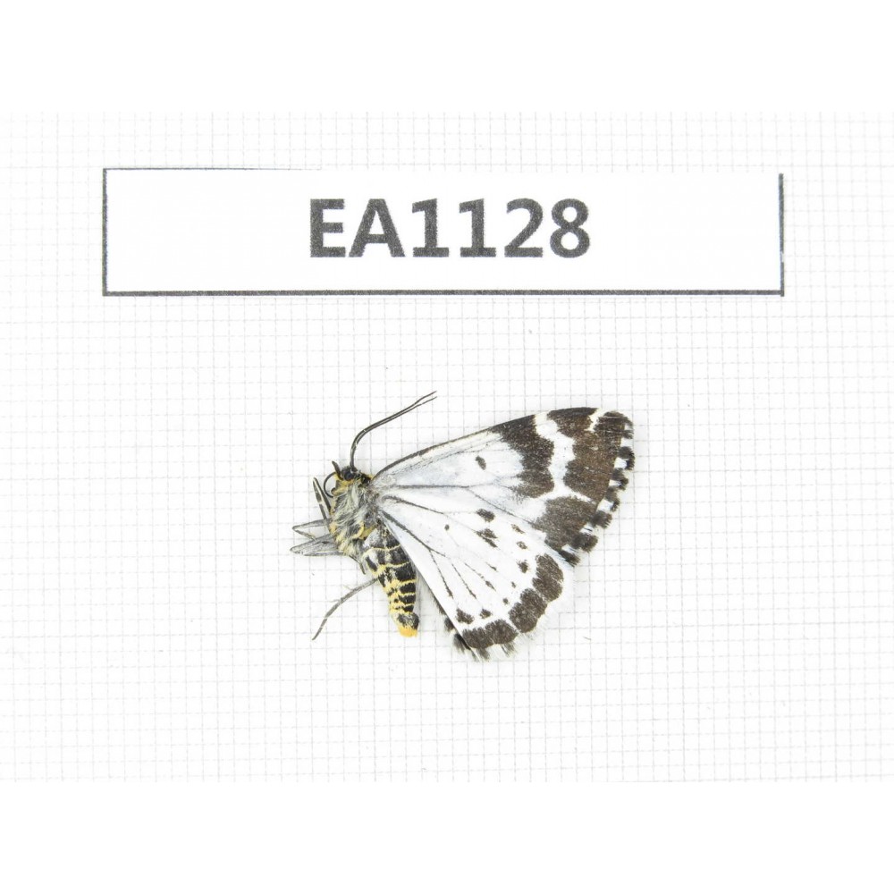 Day flying moths sp. China, SW of Sichuan, Ganzi, Xiangcheng county. 1Pcs. EA1128.