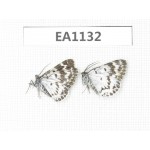 Day flying moths sp. China, Yunnan, Xiangerila, Mt. Daxueshan. 2Pcs. EA1132.