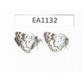Day flying moths sp. China, Yunnan, Xiangerila, Mt. Daxueshan. 2Pcs. EA1132.