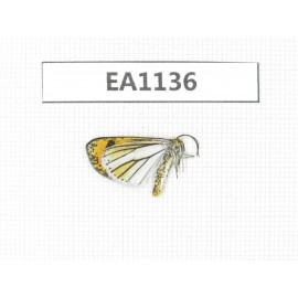 Day flying moths sp. China, Yunnan, Xiangerila, Mt.Xiaoxueshan. 1Pcs. EA1136.