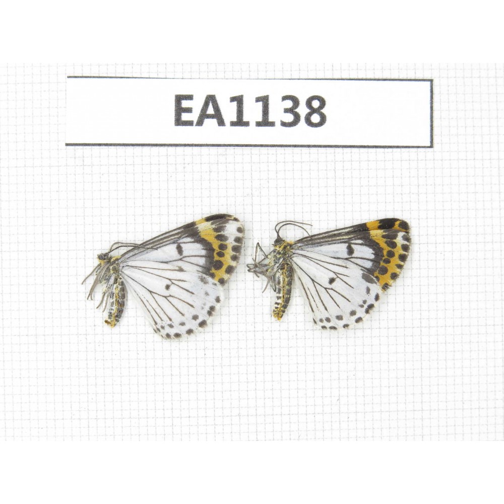 Day flying moths sp. China, Yunnan, Xiangerila, Mt.Xiaoxueshan. 2Pcs. EA1138.