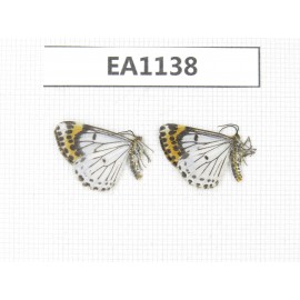 Day flying moths sp. China, Yunnan, Xiangerila, Mt.Xiaoxueshan. 2Pcs. EA1138.