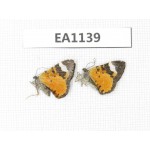 Day flying moths sp. China, Yunnan, Xiangerila, Mt.Xiaoxueshan. 2Pcs. EA1139.