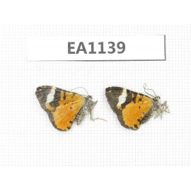 Day flying moths sp. China, Yunnan, Xiangerila, Mt.Xiaoxueshan. 2Pcs. EA1139.