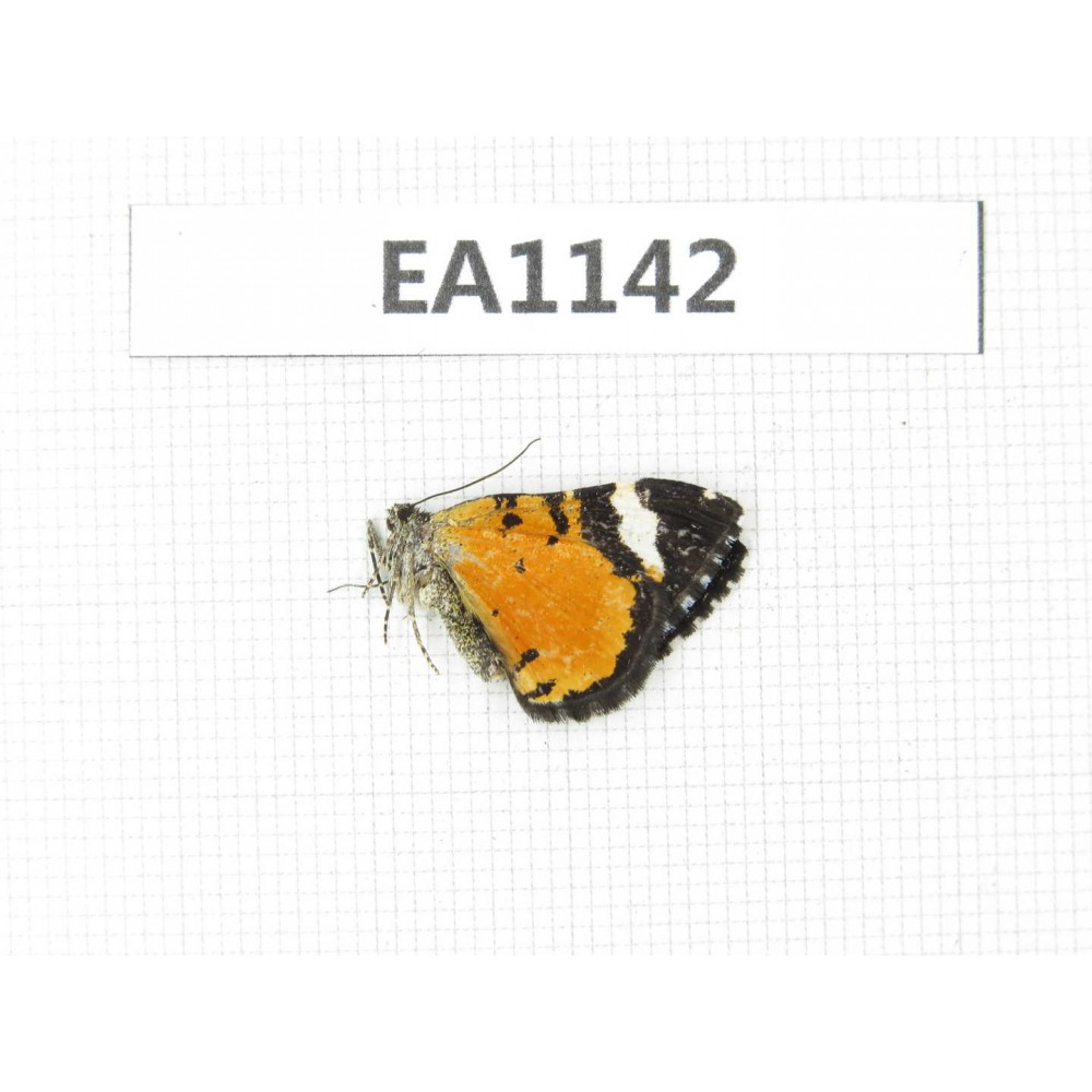 Day flying moths sp. China, NW of Yunnan, Xiangerila, Chongjianghe village.1Pcs. EA1142.