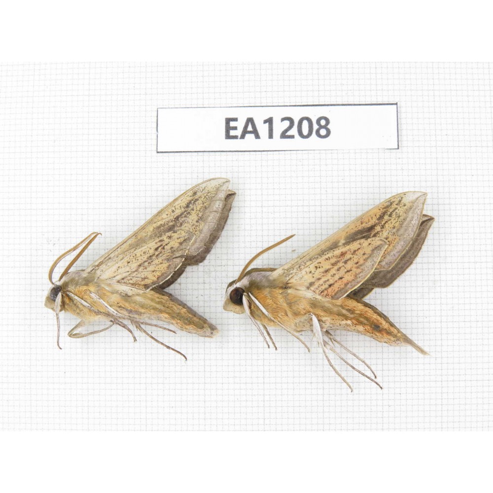 Sphingidae sp. China, Heilongjiang, Jiamusi. 2Pcs. EA1208.