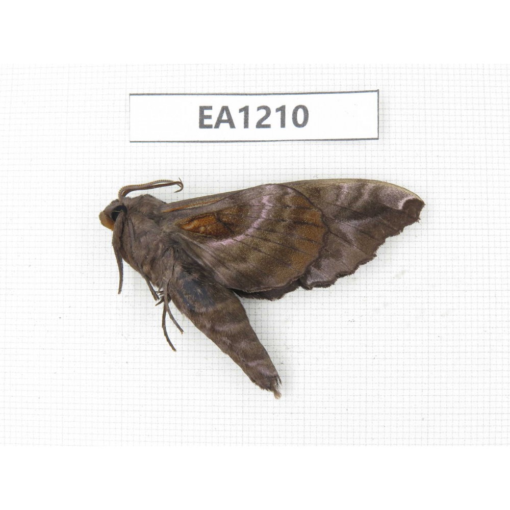 Sphingidae sp. China, Heilongjiang, Jiamusi. 1Pcs. EA1210.