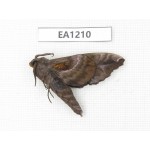 Sphingidae sp. China, Heilongjiang, Jiamusi. 1Pcs. EA1210.