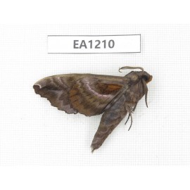 Sphingidae sp. China, Heilongjiang, Jiamusi. 1Pcs. EA1210.