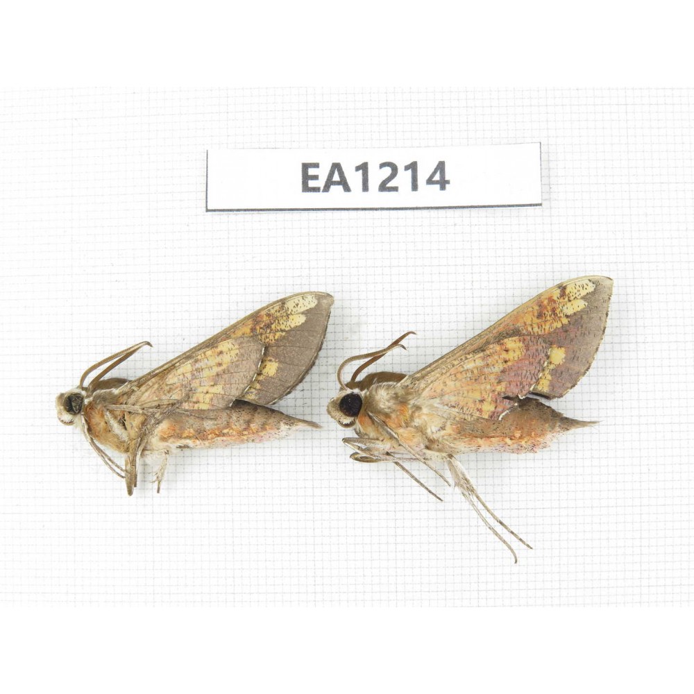 Sphingidae sp. China, Heilongjiang, Jiamusi. 2Pcs. EA1214.