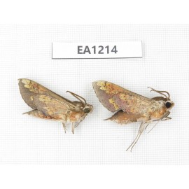 Sphingidae sp. China, Heilongjiang, Jiamusi. 2Pcs. EA1214.