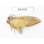 Sphingidae sp. China, Heilongjiang, Jiamusi. 1Pcs. EA1221.