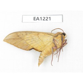 Sphingidae sp. China, Heilongjiang, Jiamusi. 1Pcs. EA1221.