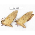 Sphingidae sp. China, Heilongjiang, Jiamusi. 2Pcs. EA1223.