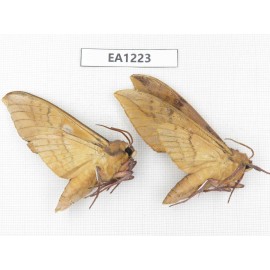 Sphingidae sp. China, Heilongjiang, Jiamusi. 2Pcs. EA1223.