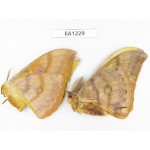 Saturniidae sp. China, Heilongjiang, Jiamusi. 1P. EA1229.