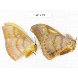 Saturniidae sp. China, Heilongjiang, Jiamusi. 1P. EA1229.