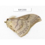 Saturniidae sp. China, Heilongjiang, Jiamusi. 1M. EA1233.