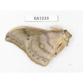 Saturniidae sp. China, Heilongjiang, Jiamusi. 1M. EA1233.