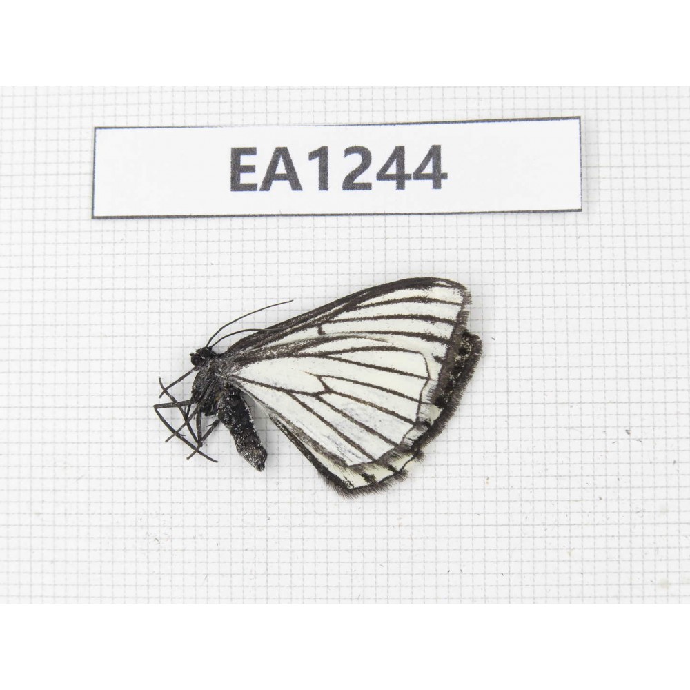 Day flying moths sp. China, Yunnan, Xiangerila, S of Weixi county. 1Pcs. EA1244.