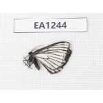 Day flying moths sp. China, Yunnan, Xiangerila, S of Weixi county. 1Pcs. EA1244.