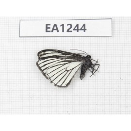 Day flying moths sp. China, Yunnan, Xiangerila, S of Weixi county. 1Pcs. EA1244.
