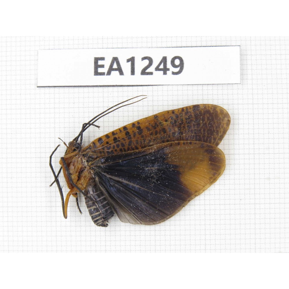 Moths sp. China, NW Yunnan, Xiangerila, S of Weixi county. 1Pcs. EA1249.