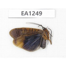 Moths sp. China, NW Yunnan, Xiangerila, S of Weixi county. 1Pcs. EA1249.