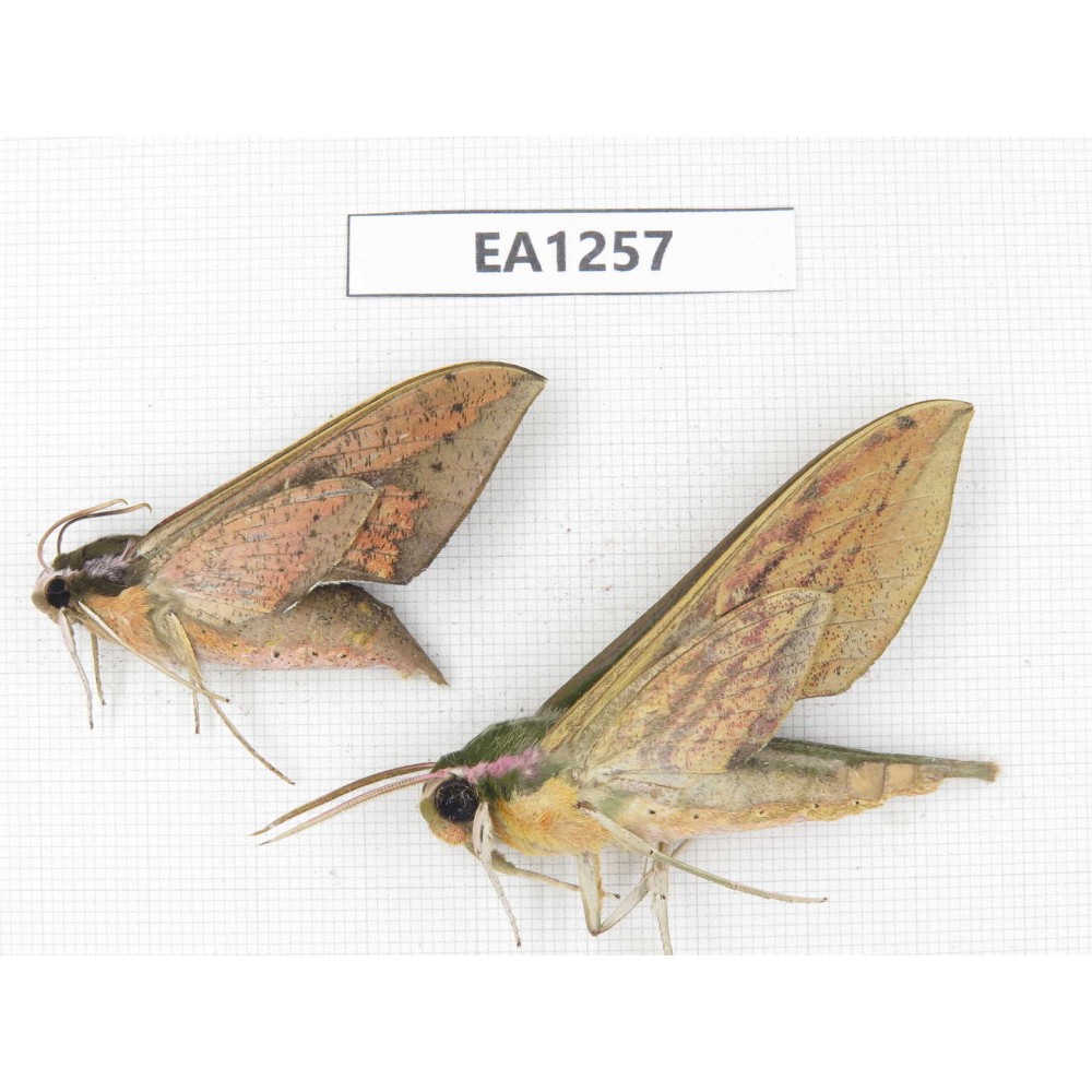 Sphingidae sp. China, W of Yunnan, Dali area,  Fengyi town. 2Pcs. EA1257.