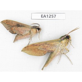 Sphingidae sp. China, W of Yunnan, Dali area,  Fengyi town. 2Pcs. EA1257.