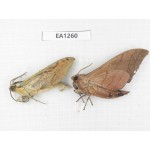 Sphingidae sp. China,  SW of Yunnan, Yingjiang county. 2Pcs. EA1260.