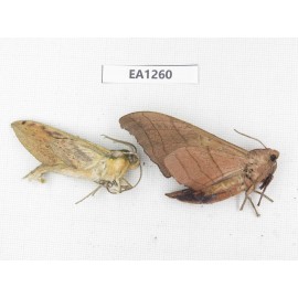 Sphingidae sp. China,  SW of Yunnan, Yingjiang county. 2Pcs. EA1260.