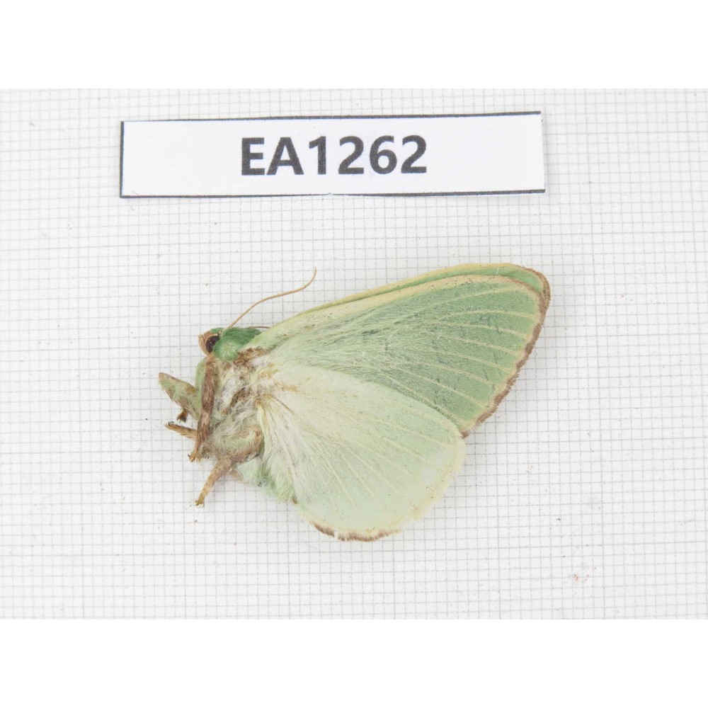 Moths sp. China, W of Yunnan, Dali area, Yangbi county, S of Mt. Cangshan.1Pcs. EA1262.