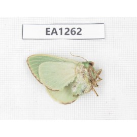 Moths sp. China, W of Yunnan, Dali area, Yangbi county, S of Mt. Cangshan.1Pcs. EA1262.