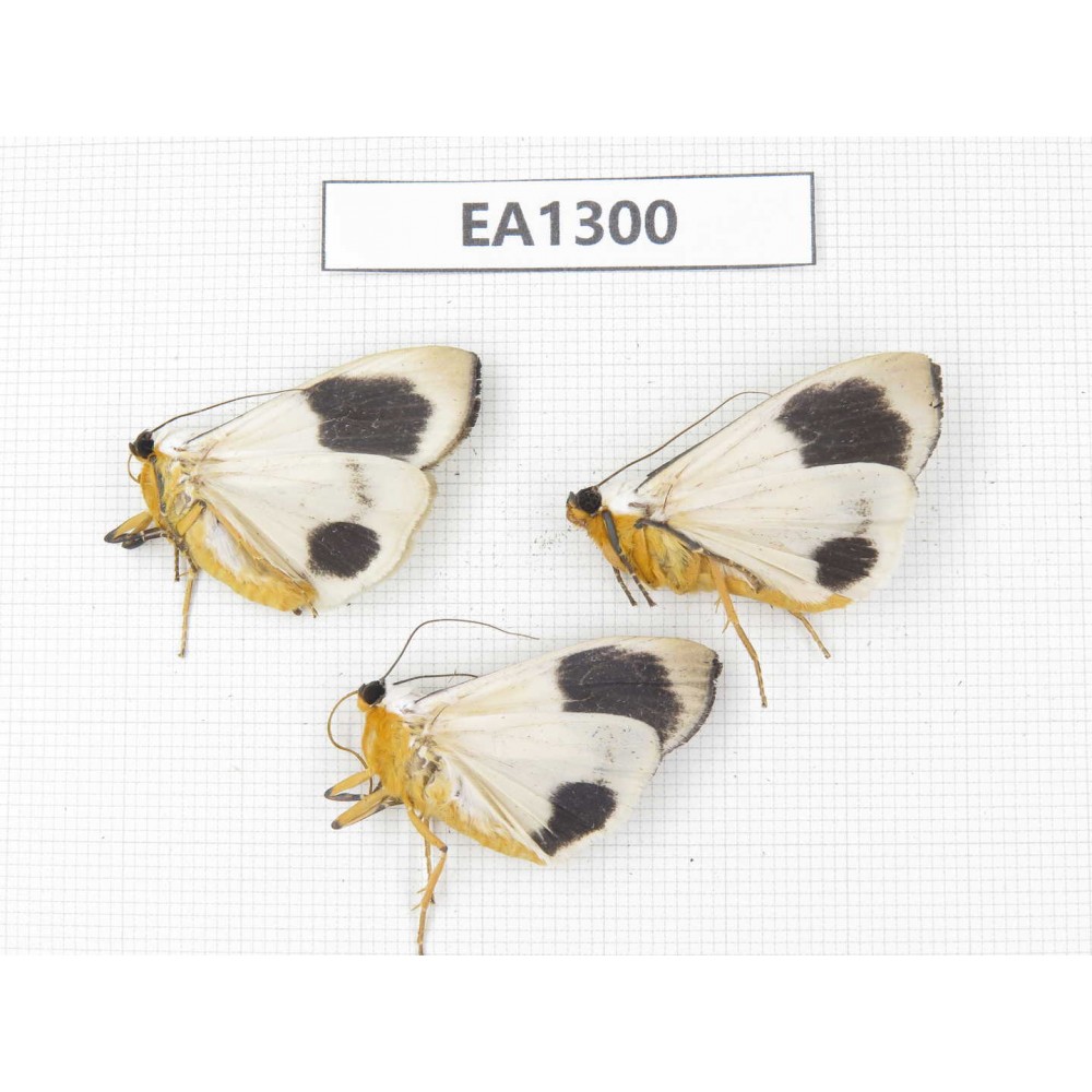 Arctiidae sp. China, Tibet, Linzhi area, Bomi county.3Pcs. EA1300.