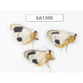Arctiidae sp. China, Tibet, Linzhi area, Bomi county.3Pcs. EA1300.