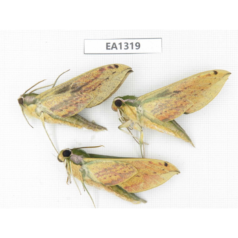 Sphingidae sp. China, Tibet, Linzhi area, Bomi county. 3Pcs. EA1319.