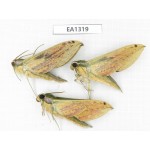 Sphingidae sp. China, Tibet, Linzhi area, Bomi county. 3Pcs. EA1319.