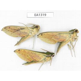 Sphingidae sp. China, Tibet, Linzhi area, Bomi county. 3Pcs. EA1319.