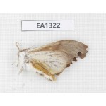 Moths sp. China, W of Yunnan, Nujiang valley,  N of Mt. Biluoxueshan. 1Pcs. EA1322.