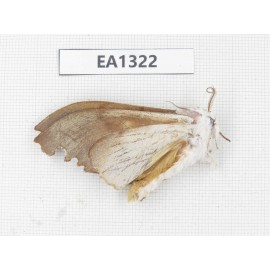Moths sp. China, W of Yunnan, Nujiang valley,  N of Mt. Biluoxueshan. 1Pcs. EA1322.