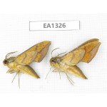 Sphingidae sp. China, W of Yunnan, Nujiang valley,  N of Mt. Biluoxueshan. 2Pcs. EA1326.