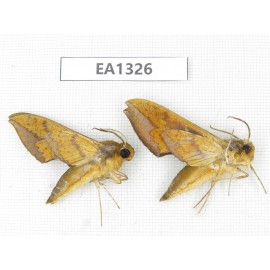 Sphingidae sp. China, W of Yunnan, Nujiang valley,  N of Mt. Biluoxueshan. 2Pcs. EA1326.
