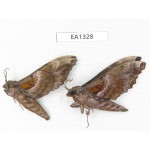 Sphingidae sp. China, W of Yunnan, Nujiang valley,  N of Mt. Biluoxueshan. 2Pcs. EA1328.