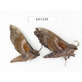 Sphingidae sp. China, W of Yunnan, Nujiang valley,  N of Mt. Biluoxueshan. 2Pcs. EA1328.