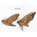Sphingidae sp. China, W of Yunnan, Nujiang valley,  N of Mt. Biluoxueshan. 2Pcs. EA1330.