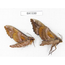 Sphingidae sp. China, W of Yunnan, Nujiang valley,  N of Mt. Biluoxueshan. 2Pcs. EA1330.