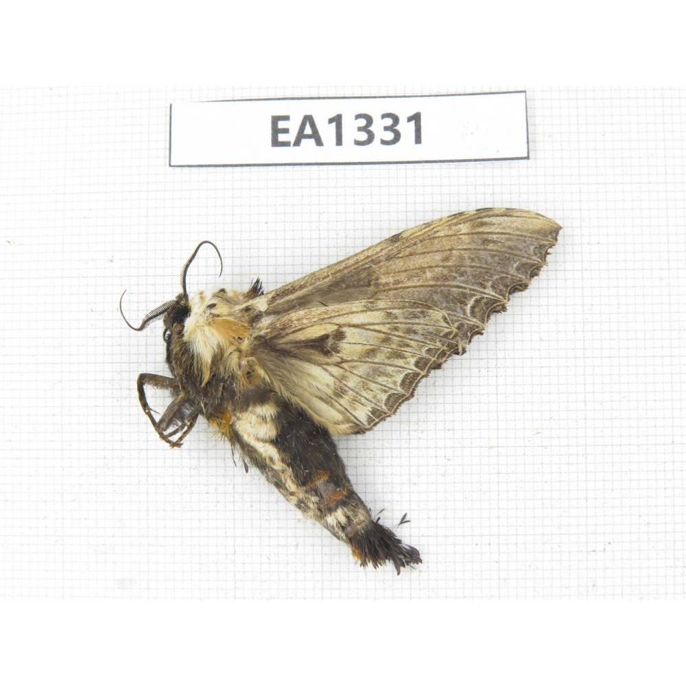 Sphingidae sp. China, W of Yunnan, Nujiang valley,  N of Mt. Biluoxueshan. 1Pcs. EA1331.