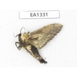 Sphingidae sp. China, W of Yunnan, Nujiang valley,  N of Mt. Biluoxueshan. 1Pcs. EA1331.