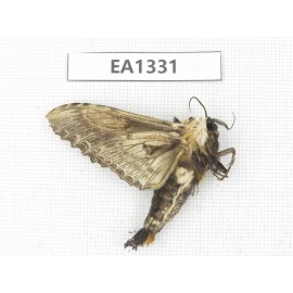 Sphingidae sp. China, W of Yunnan, Nujiang valley,  N of Mt. Biluoxueshan. 1Pcs. EA1331.